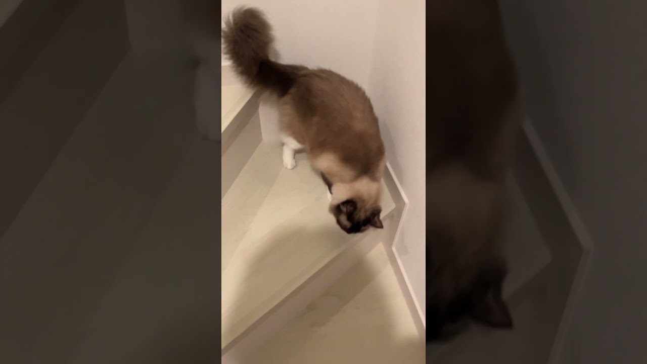 子猫に階段の降り方を教えるたぬきみたいな猫 #ragdoll #cats #shorts #ラグドール #猫のいる暮らし #引っ越し #新居 #ショート