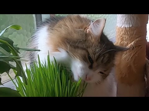 清々しい〜草を喰む姿がきれいな猫