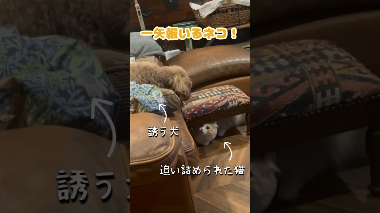 【キンカロー】一矢報いるネコ！【マンチカール】