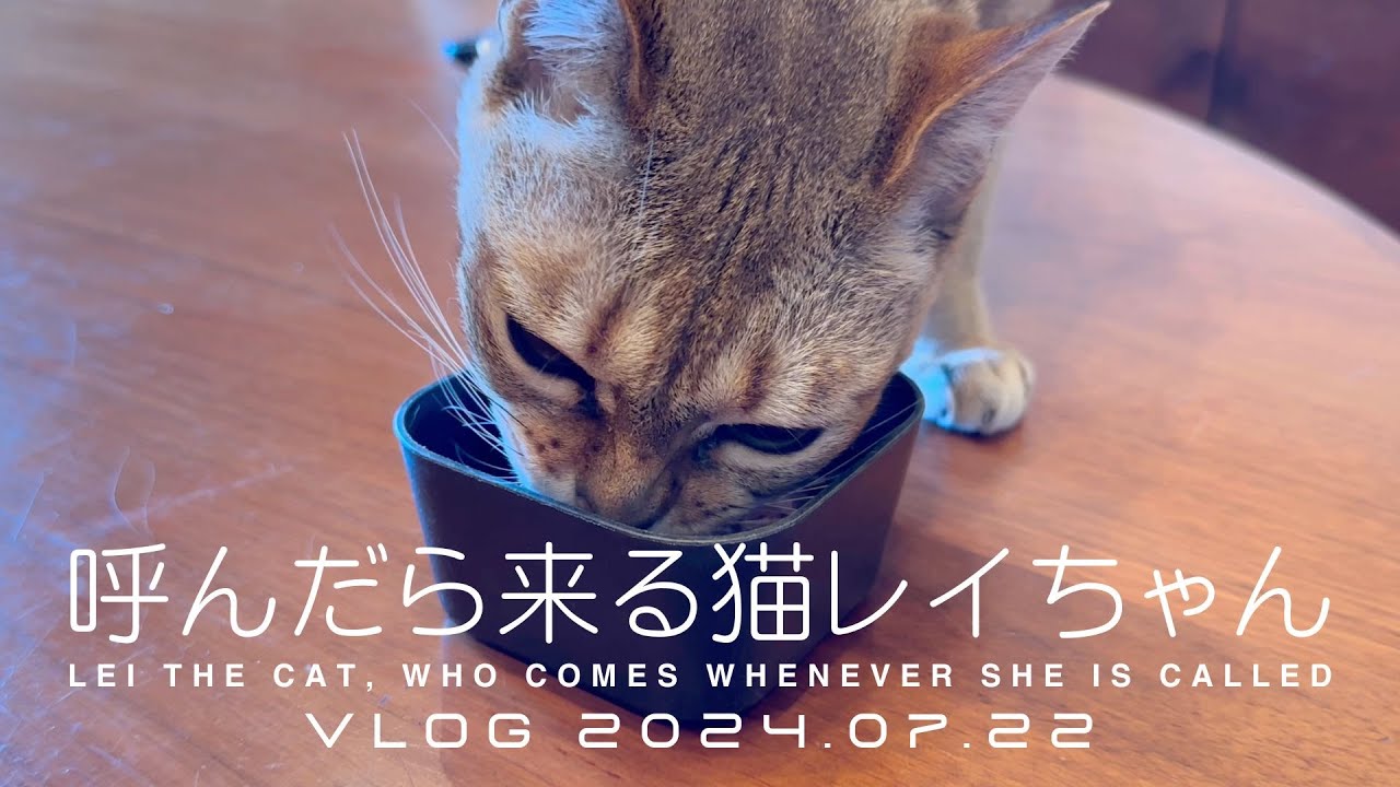 【シンガプーラ】呼んだら来る猫レイちゃん VLOG 2024.07.22 | Lei the cat, who comes whenever she is called