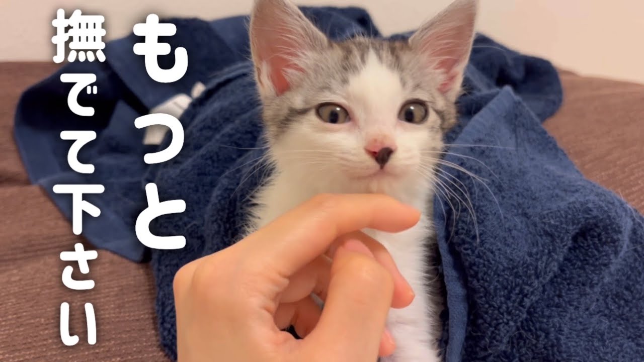 【甘えん坊】毛布に包まれて眠る子猫が可愛すぎる…【保護猫/捨て猫】