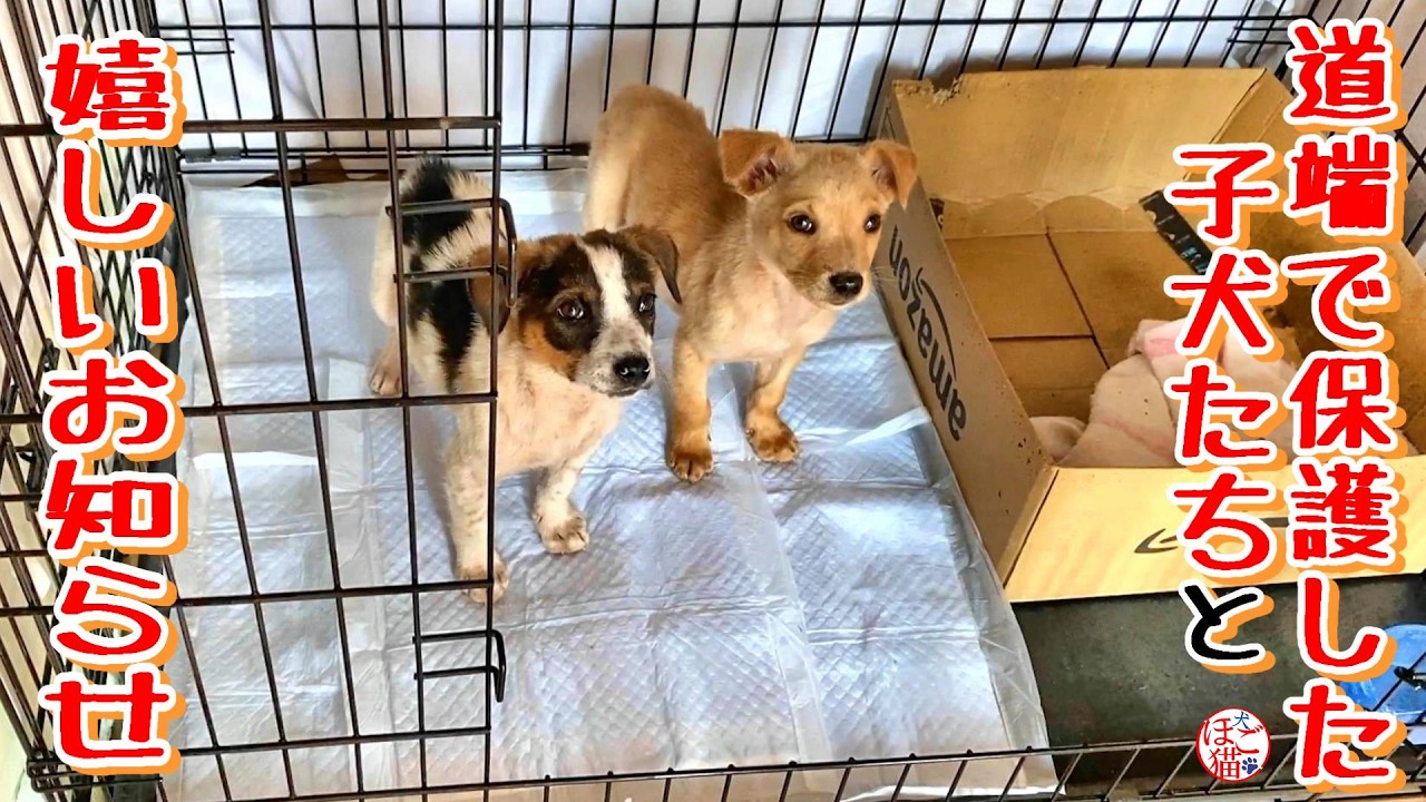 【子犬　保護　子猫】道端で保護した子犬たちと嬉しいお知らせ