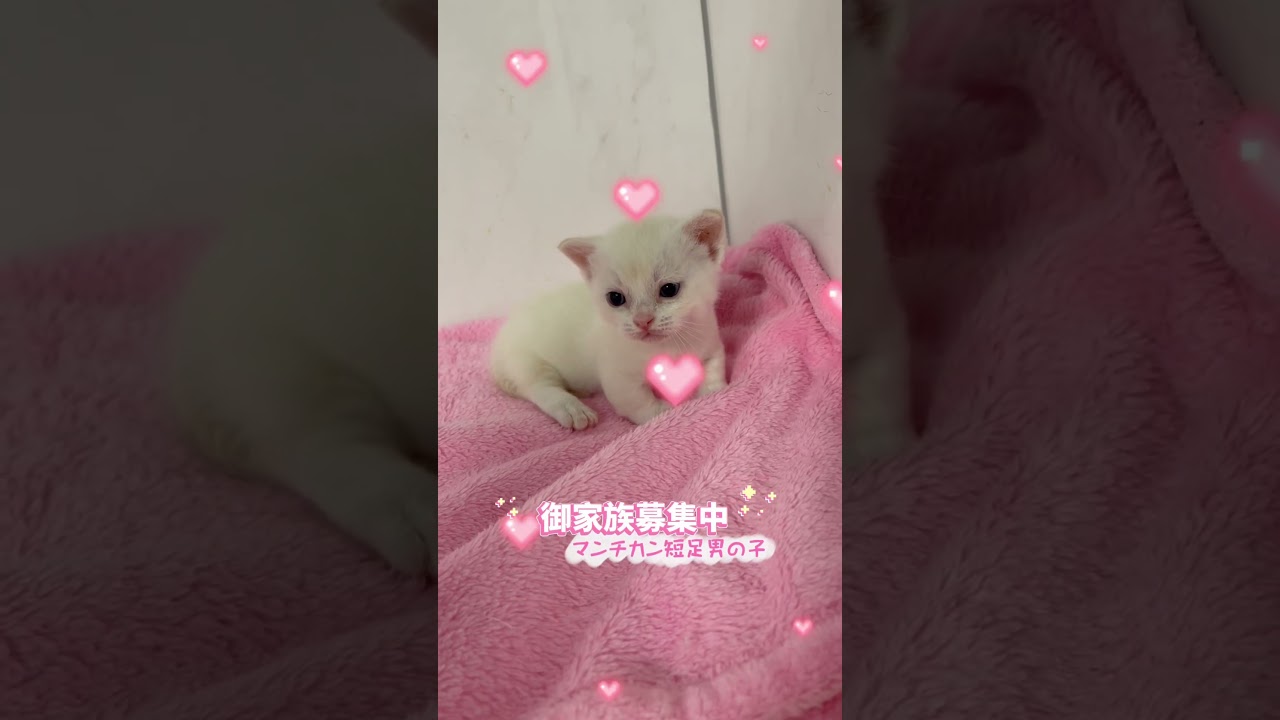 マンチカン短足男の子🩷 【お問合せ詳細は説明欄に記載あります】 #スクーカム #ブリーダー直販 #マンチカン #ミヌエット #ラパーマ #子猫 #子猫販売 #猫 #猫のいる暮らし #猫動画