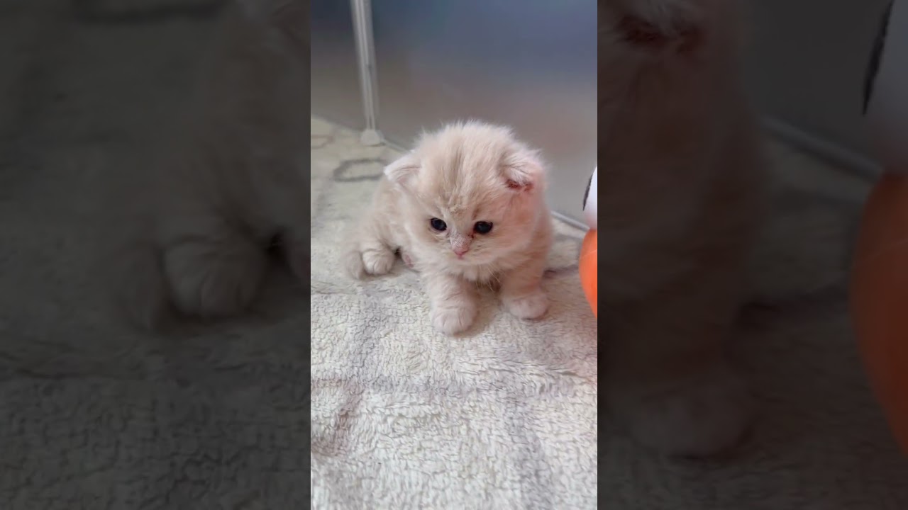 スコティッシュフォールド 人気のクリーム系♪まん丸お目々の女の子♪