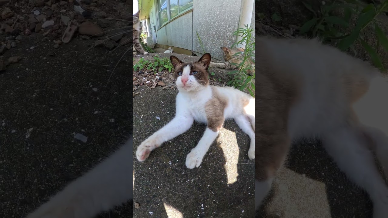 モフると手を噛んでくるシャム猫 #野良猫ちゃん #ネコ #cat