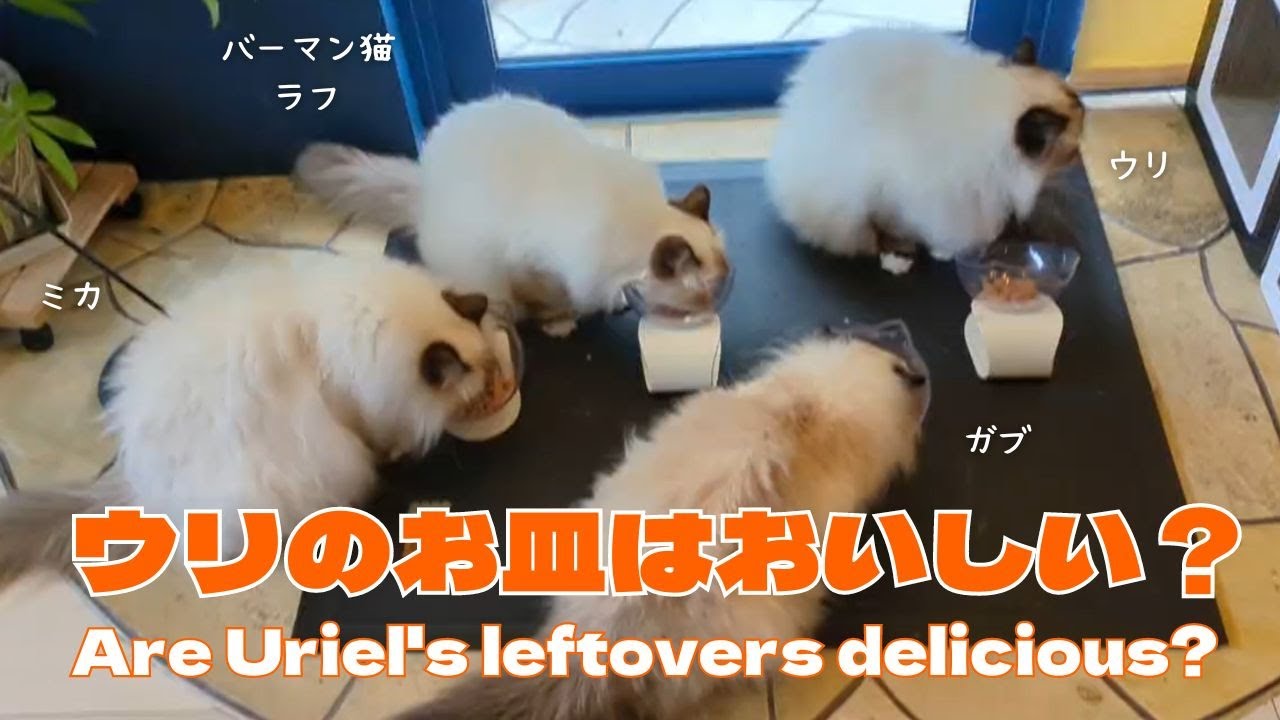 バーマン猫ミカとラフとガブとウリ【ウリのお皿はおいしい？】Are Uriel's leftovers delicious?（バーマン猫）Birman/Cat