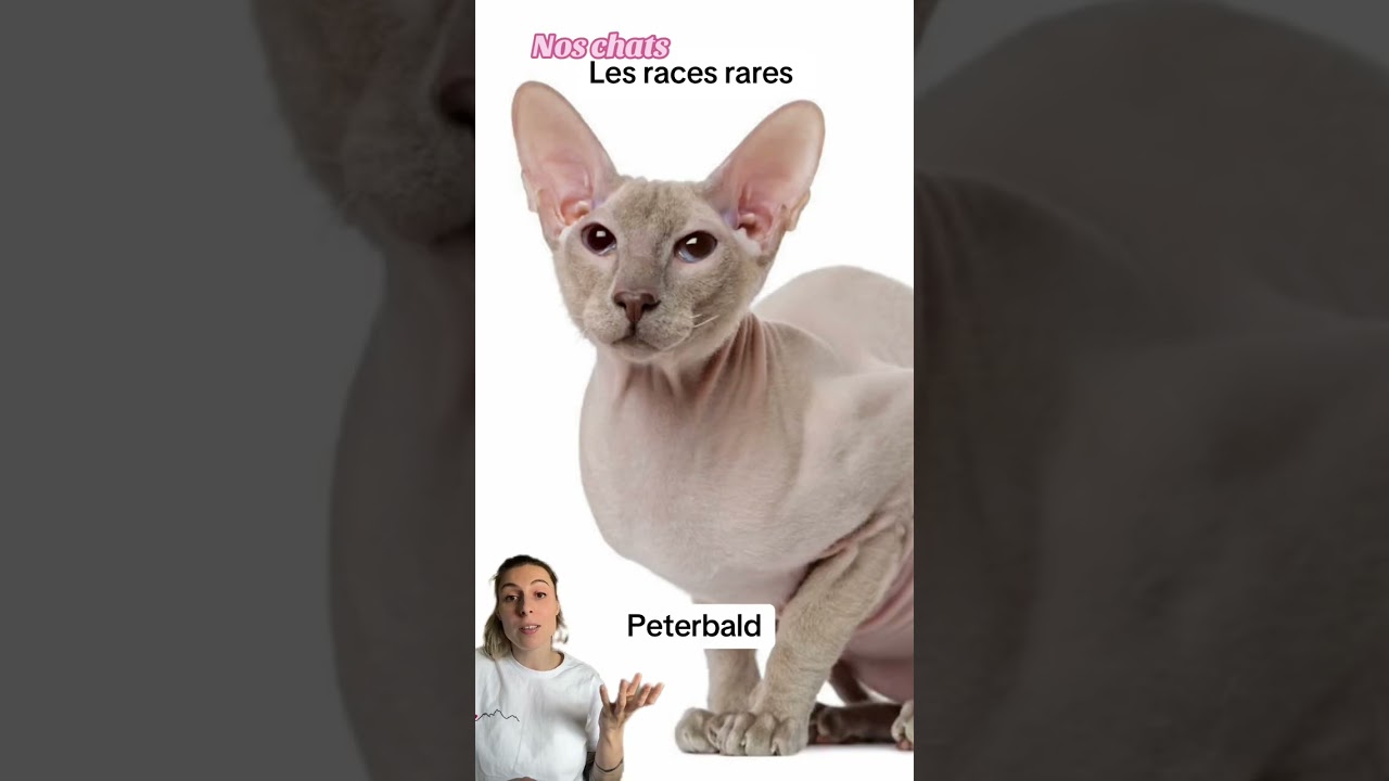 De quelle race est votre chat ?