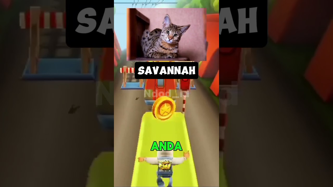 😱😱😱 5 KUCING TERMAHAL DIDUNIA #shorts