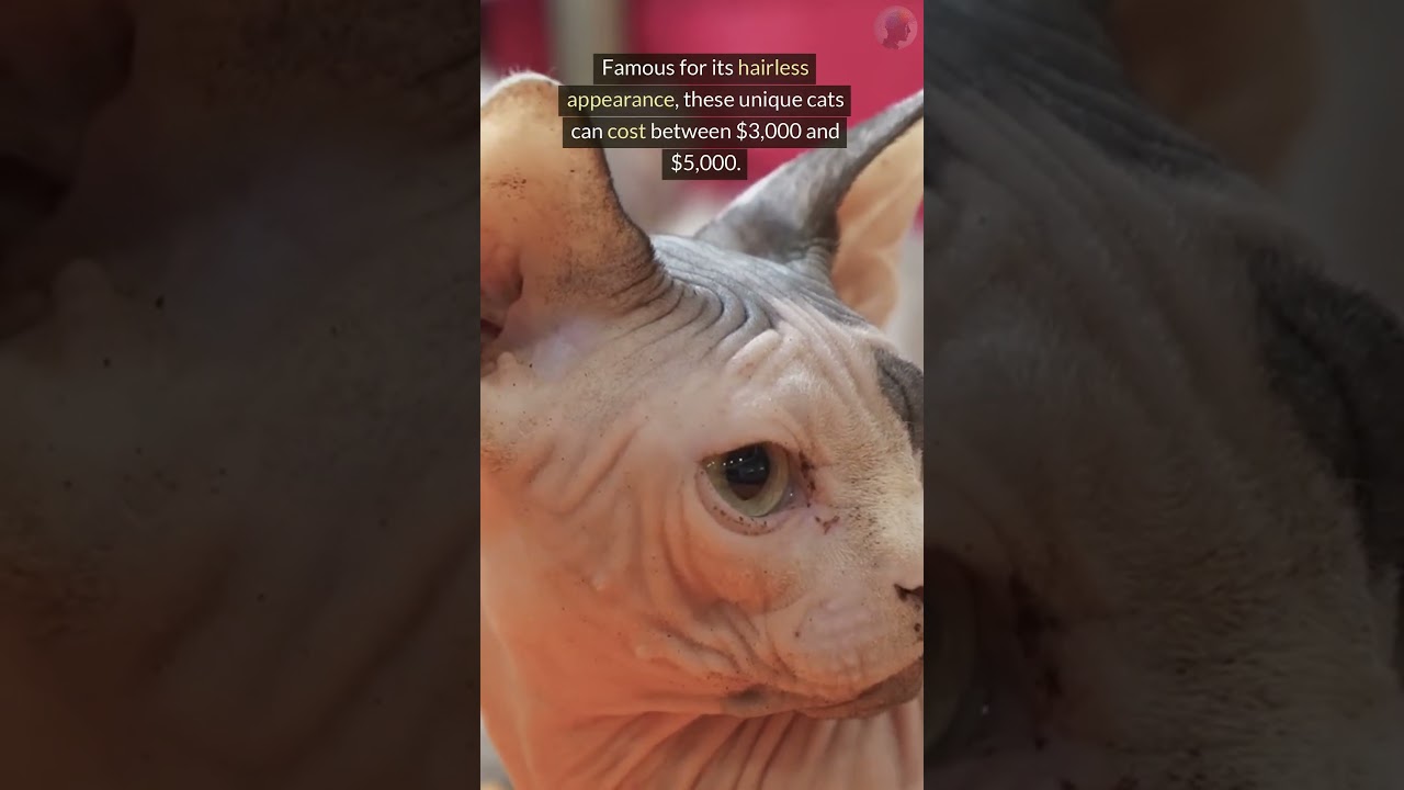 Top 5 Most Expensive Cats in the World! #shorts #shortsvideo
