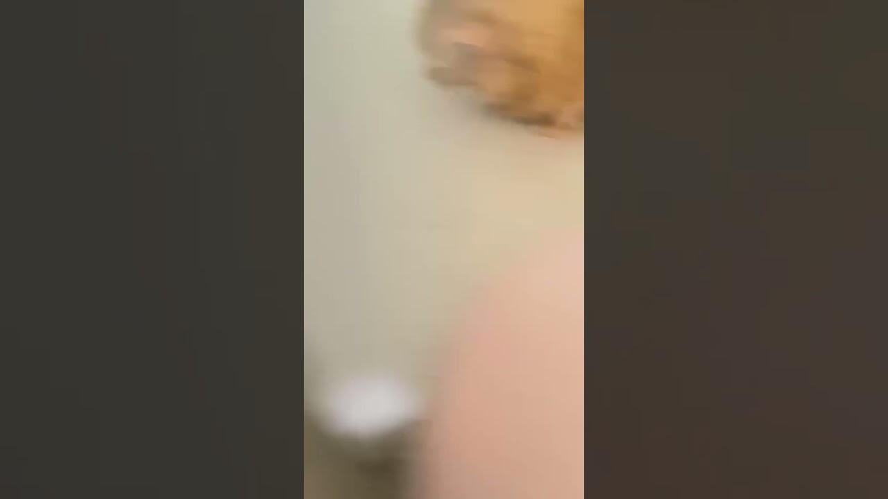 Just a korat cat, a ginger cat, and this door in between them #cat  #catplaying #cuteanimals #funny