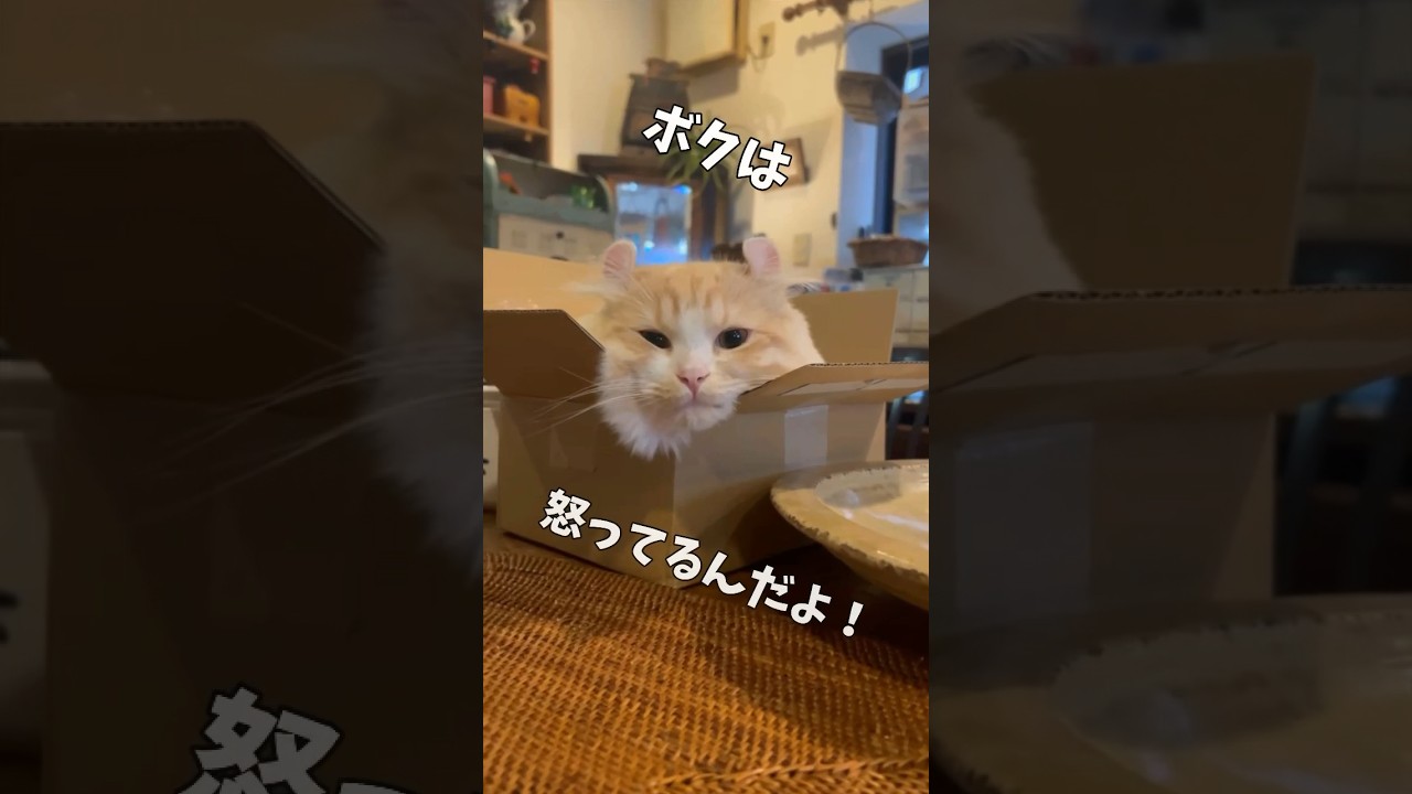 【キンカロー】空ダンボール籠城毛玉【マンチカール】