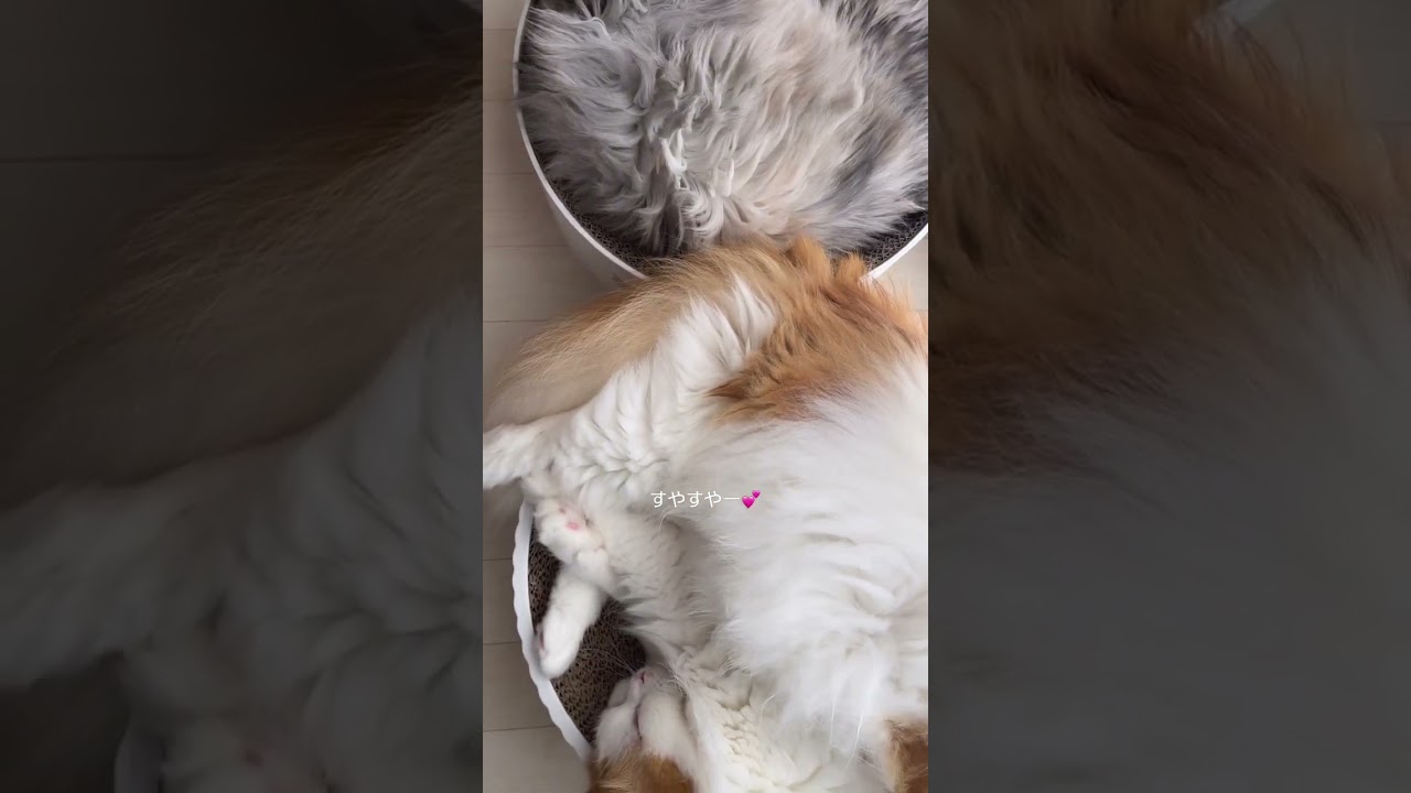 【猫の日常】間にはさまりたいニャ！ #猫#ねこ#cat#マンチカン#癒し