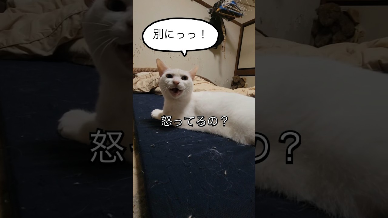 【遅かった…？😹】#shorts #猫#cat