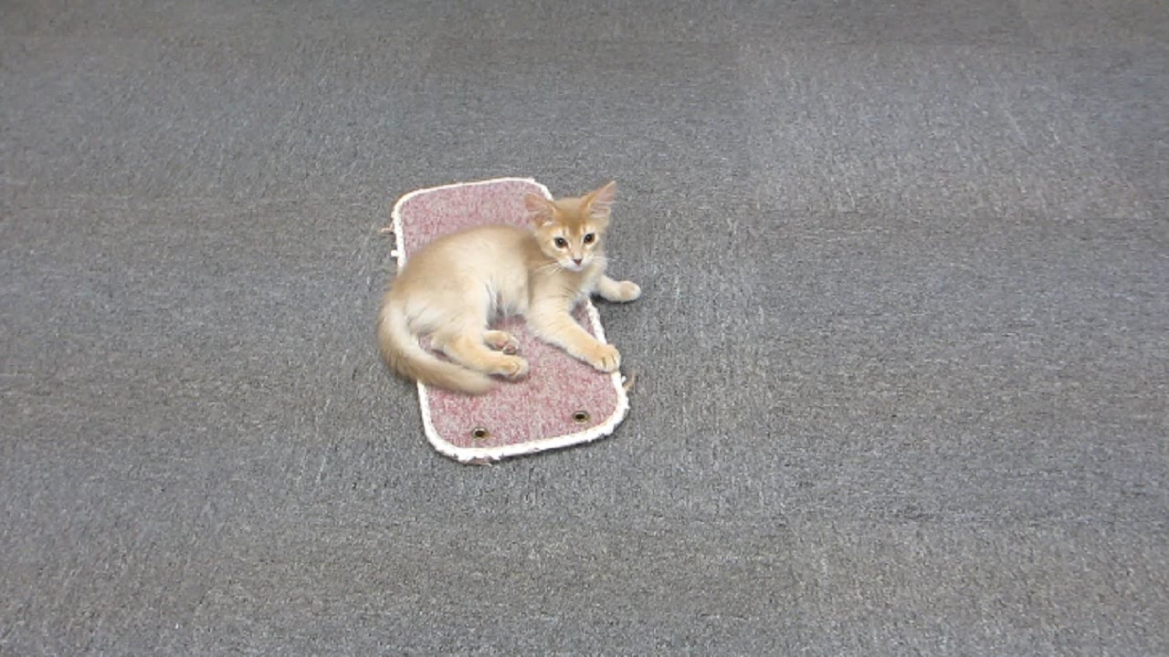 [ソマリ]　短編動画寄せ集め／フォーン編