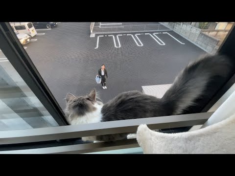 ママが帰ってきたときの反応が可愛すぎる【ノルウェージャンフォレストキャット】