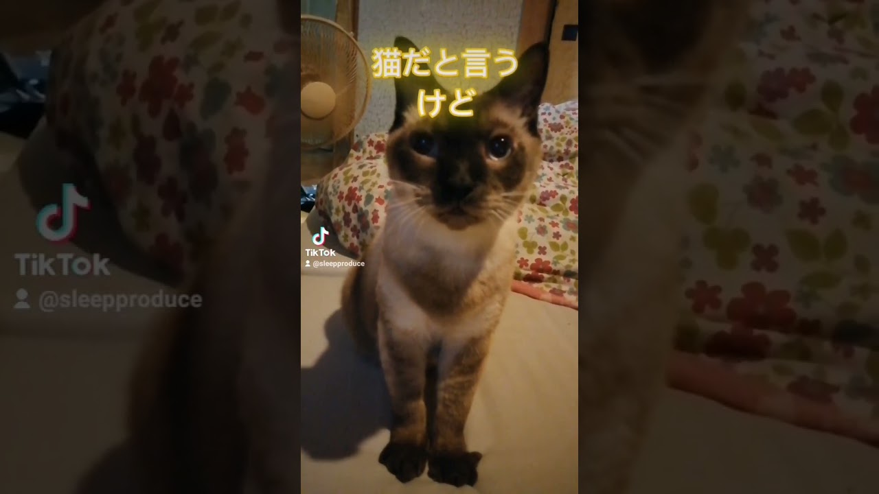 シャム猫#shorts #cat #猫#シャムミックス