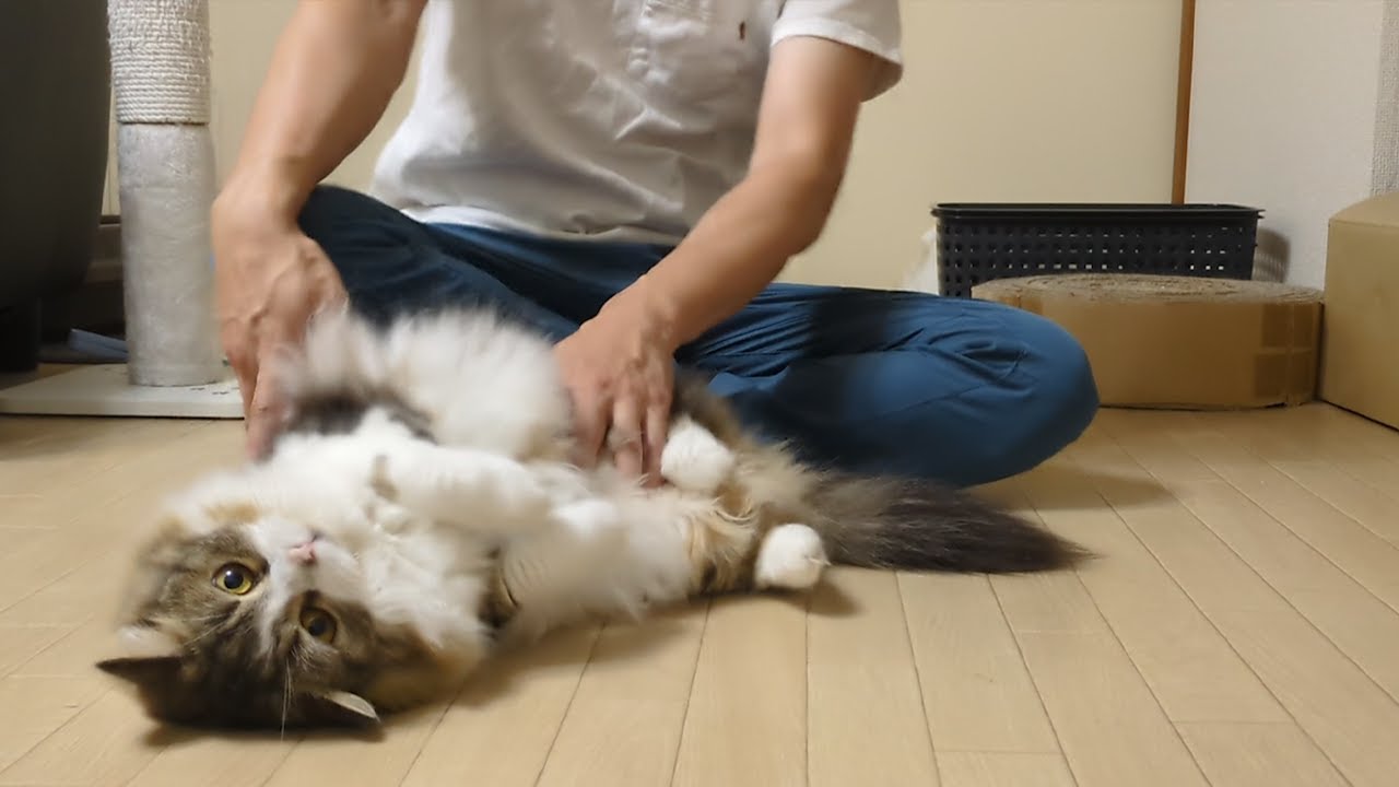 マッサージやるよ！って手を叩いたら喜んでゴロンする猫がこちら