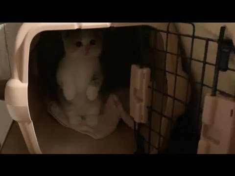 家に来て1週間の子猫【短足マンチカン】