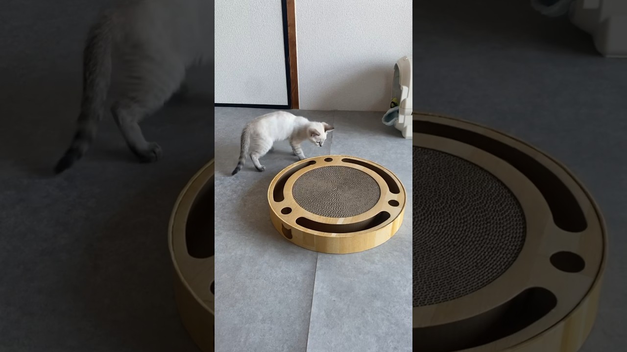 猫壱ラブ！　#元保護猫　#シャムトラ　#シャムミックス　#cat #猫耳 #kitten #シャムmix