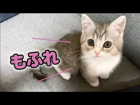 4時になると急に甘えてくる、気分屋な子猫がこちらです【スコティッシュフォールド】