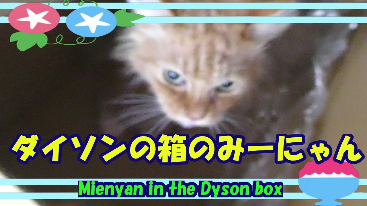 ダイソンの箱のみーにゃん・Mienyan in the Dyson box