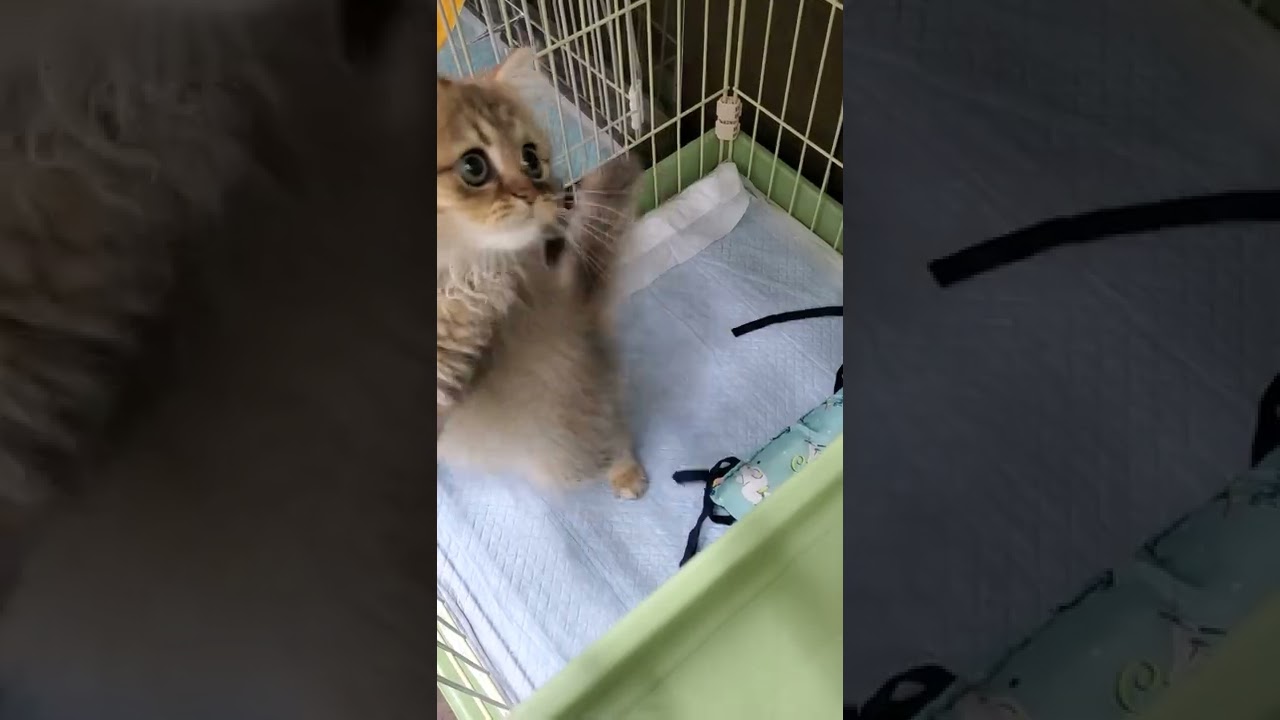 ペルシャ ☆綺麗な毛並みに綺麗なお顔♪尻尾すりすり甘えん坊ペルシャ君☆