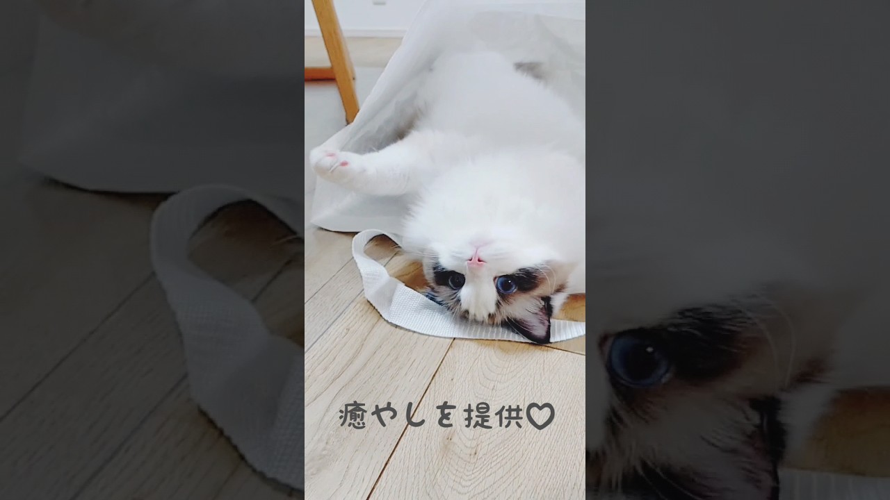 猫の生活♫最後の仕草は反則だよ～♥ #cat #うちのねこ #ragdoll #ラグドール  #猫 #猫動画 #癒やしを提供 #猫の生活もいろいろ大変 #猫の生活 #癒し #愛猫