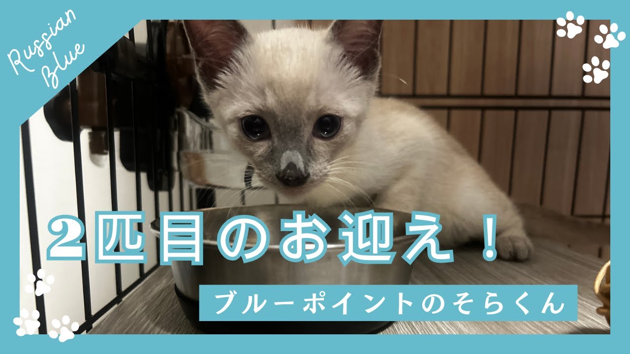 【多頭飼い】生後61日ブルーポイントの男の子をお迎えしました！