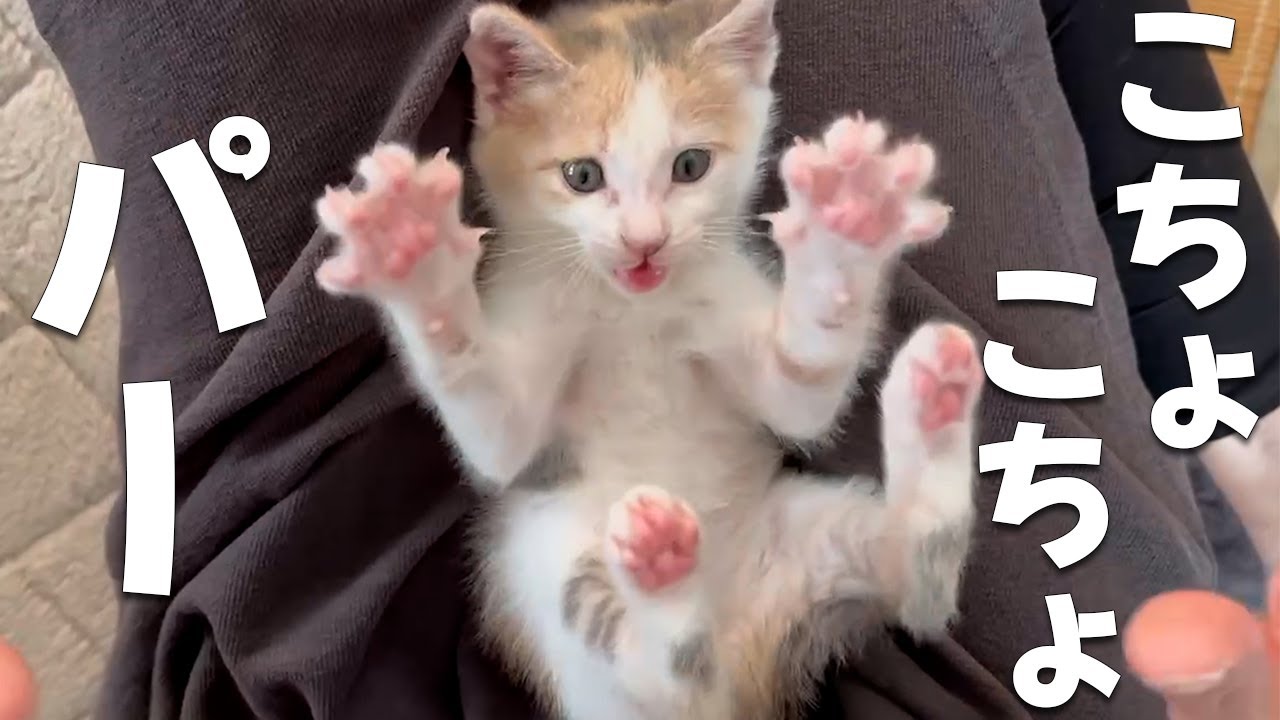 子猫のこちょこちょパーが可愛すぎた。＆壁で爪研ぎするので爪切りました【保護猫・元野良猫】