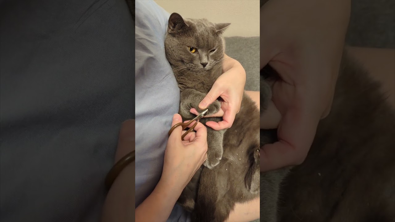 暴れない猫の爪切り