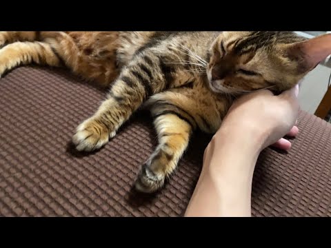 ゲームしすぎてかまってが凄い【こゆり】