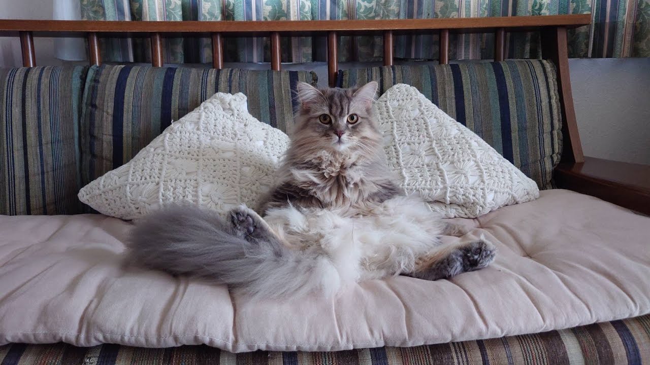 サイベリアンのりりちゃん １歳になりました