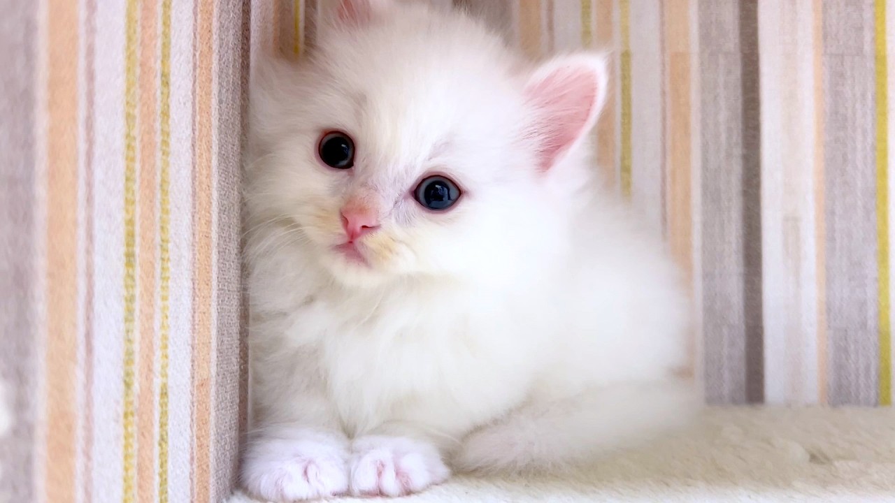 【マンチカンの子猫】各階の子猫達の様子を覗いてみた件 ～猫のいる生活Vol.991～出産動画 マンチカン短足・ミヌエット・ペルシャ猫専門ブリーダー『ペット蔵人』【子猫の成長記録】