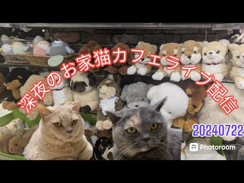 深夜のお家猫カフェライブ配信　１２２