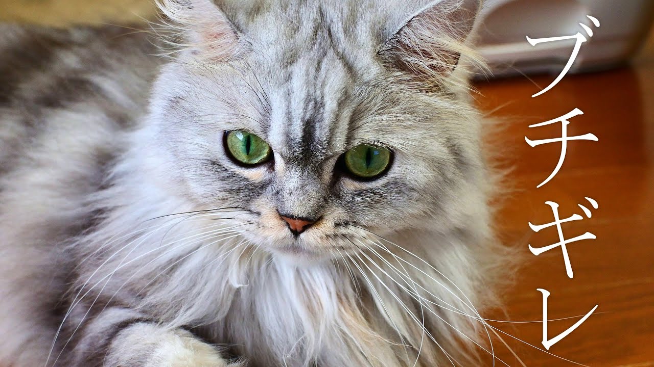 猫にブラッシングしたらキレられた【マンチカン】