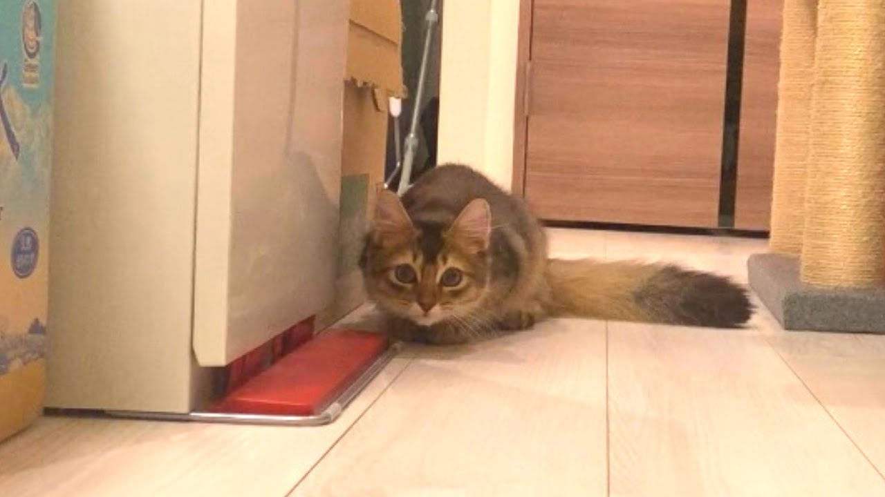 お迎えから１か月！日々成長のソマリ男の子