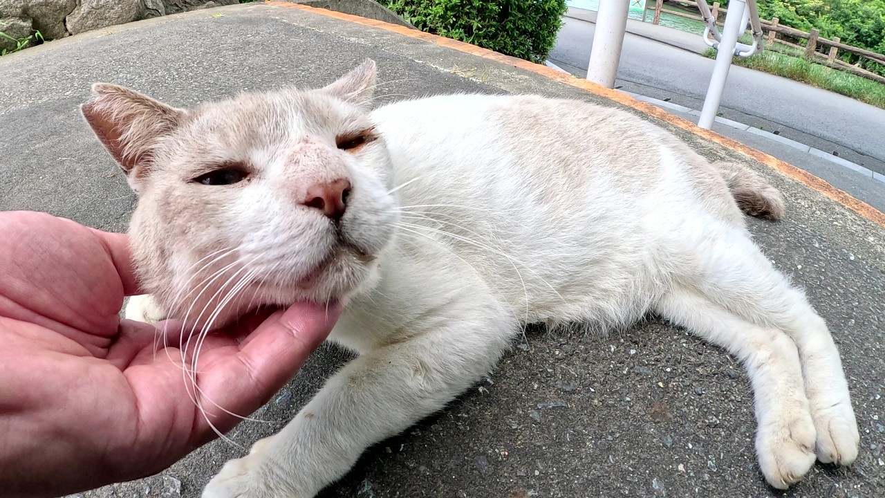 シャム猫が指の匂いをクンクン嗅いで厳重なセキュリティチェックをする