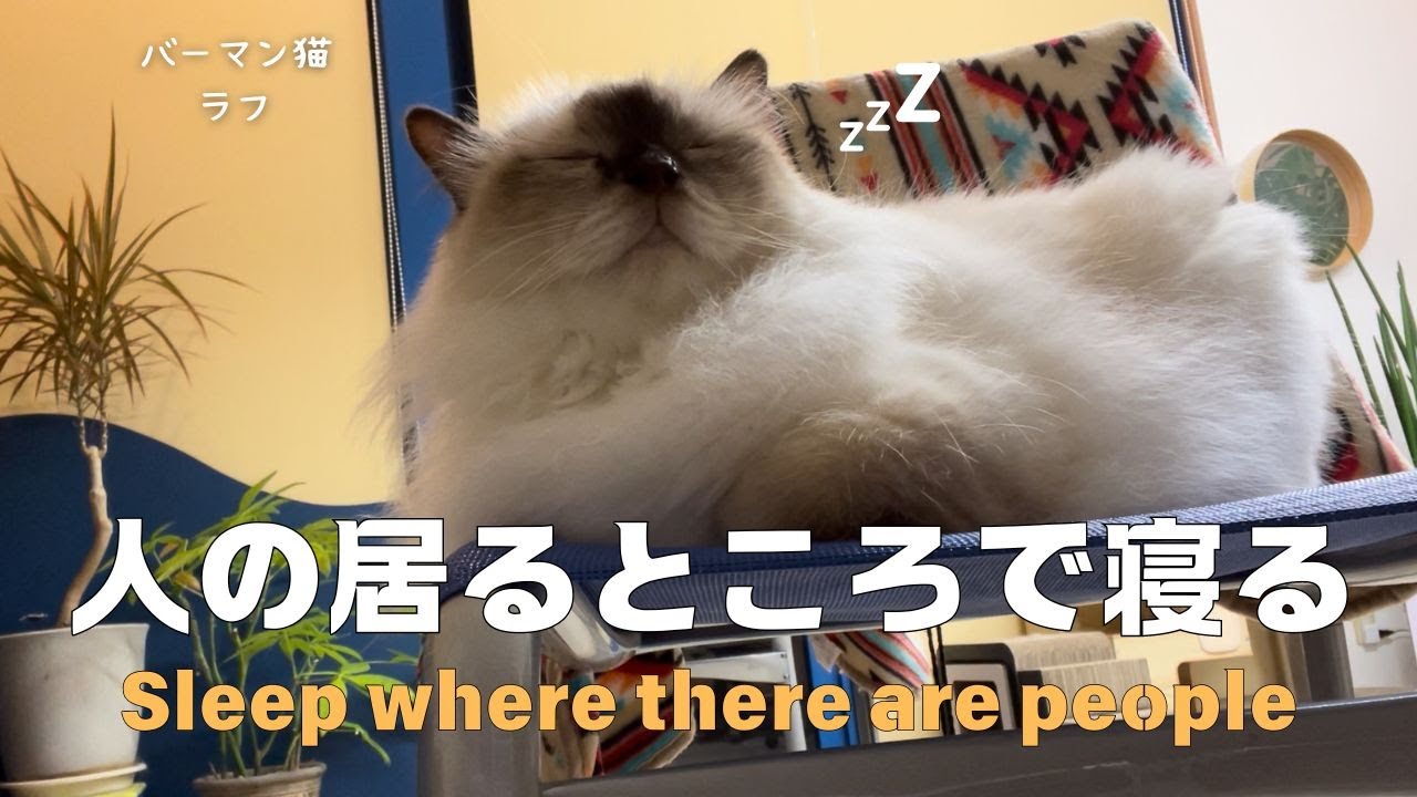 バーマン猫ラフ【人の居るところで寝る】Sleep where there are people（バーマン猫）Birman/Cat