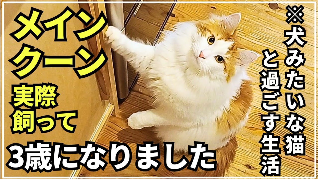 大きな猫メインクーンが３歳になりました