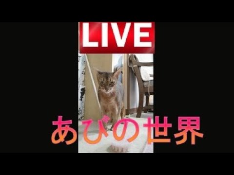 ネコ動画あび＃3955　あびの毎日　アビシニアン　あび