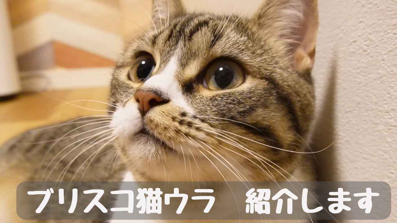 【スコティッシュフォールド×ブリティッシュショートヘア】食べるの大好き、抱っこは嫌い！？わが家のブリスコ猫ちゃんを紹介します！