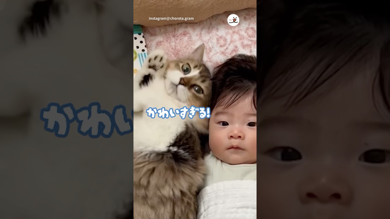 弟にベッタリな兄ニャンコ👶🐱💕｜PECO #pecomusic #マンチカン #猫 #愛猫家 #猫のいる暮らし #munchkin #cat #catlover #catlife