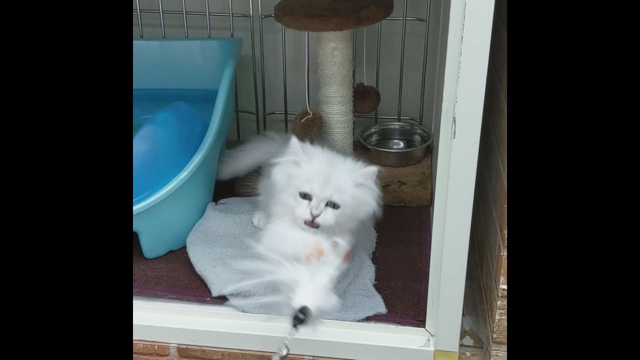 ペルシャ♪可愛さ抜群☆★癒やしの子犬子猫チャンネル★☆