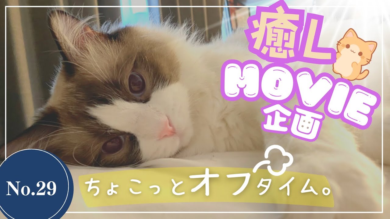 【癒し動画 企画】わが家の猫ちゃんご紹介！