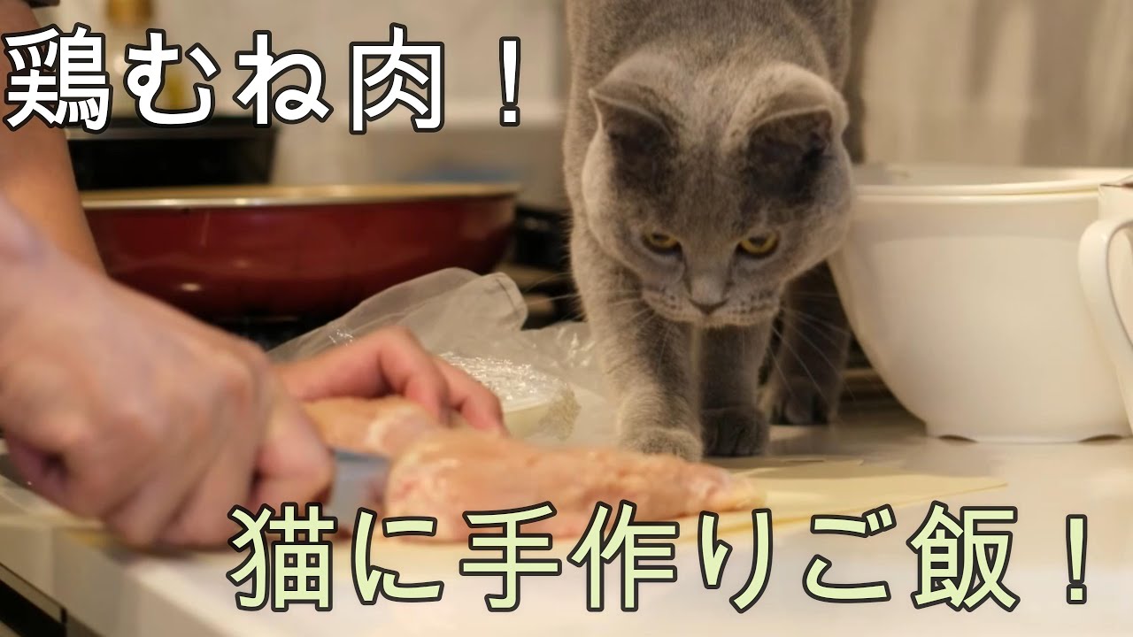 鶏むね肉！猫に手作りご飯！