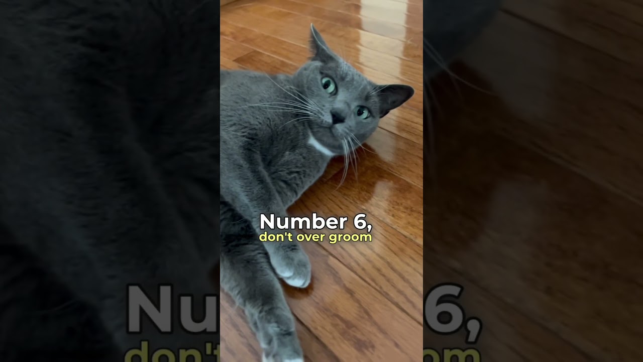 Avoid doing these things to your cat! 