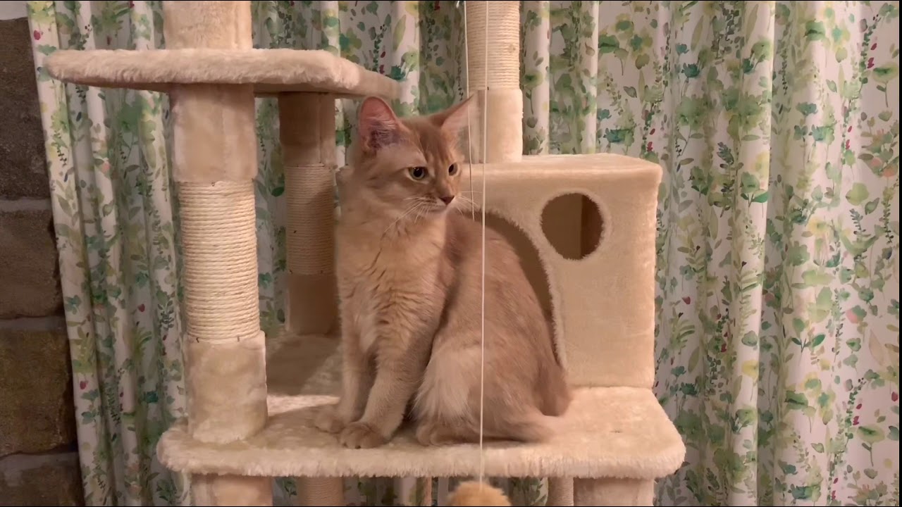 【猫】【ソマリ】ルークとキャットタワー6【Somali cat】Luke & cat tree 6