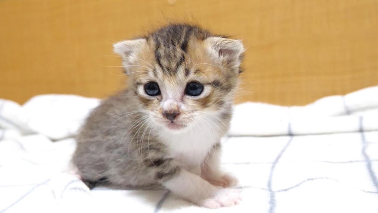 相棒を見つけて嬉しそうな顔する子猫【赤ちゃん猫　保護猫】