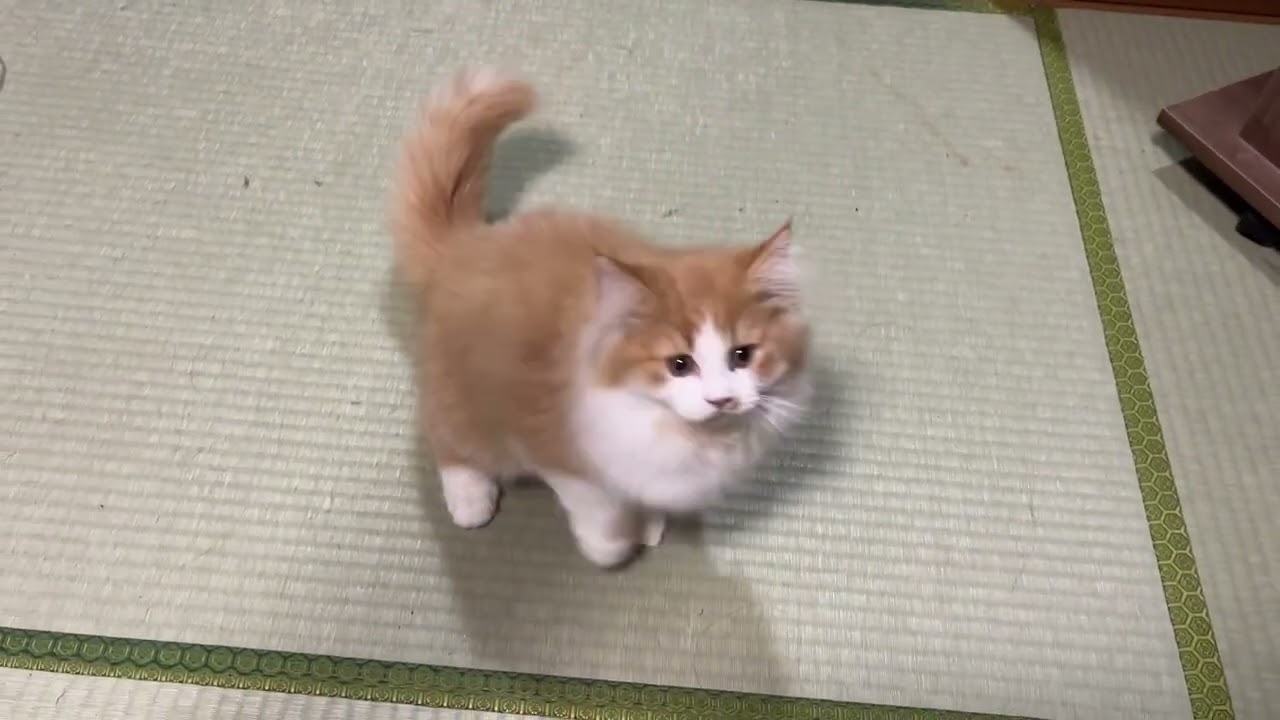ラガマフィン トラさん