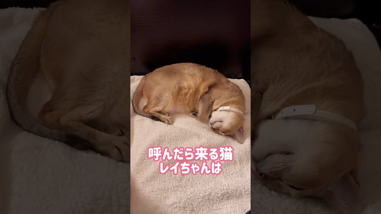寝そうで寝ないレイちゃん #シンガプーラ #cat #shorts